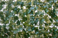 Immagine di Siepe in pannelli di erba finta EDERA 3x1,5
