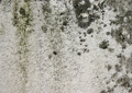 Immagine di Disinfettante Antimuffa per parete Jumbo-gen